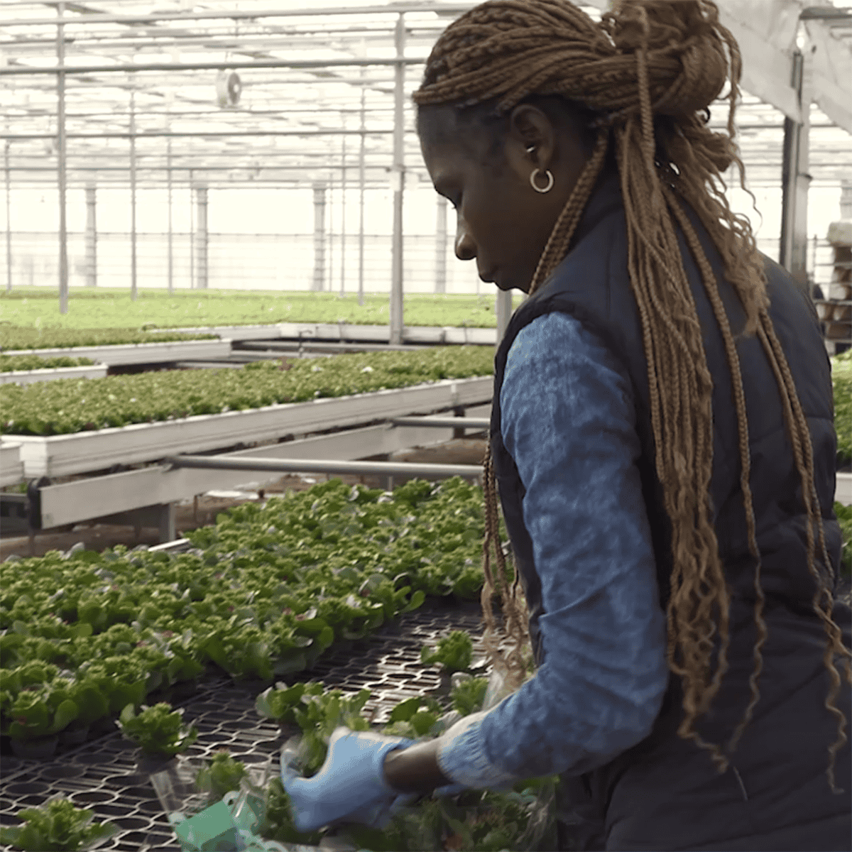 Kvinde, der arbejder med planterne i et gartneri